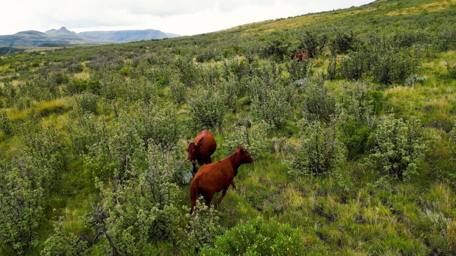 4 Bedroom Property for Sale in Lady Grey Eastern Cape